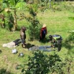 Honda Vario Rem Blong Pasangan Muda-Mudi Terjun ke Sawah di Jalur Maut Sarangan